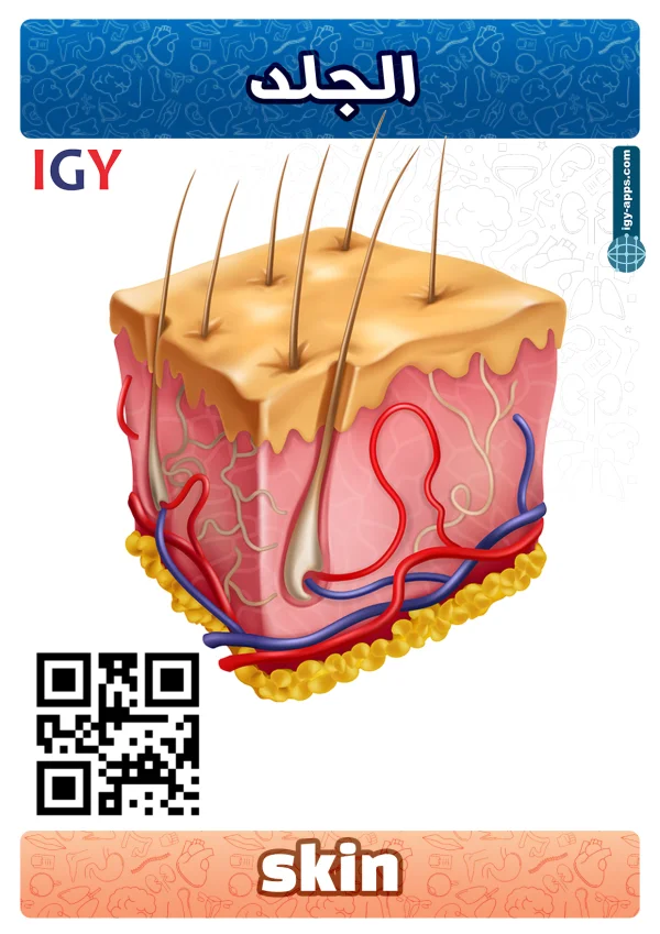 Peau — Skin / جلد