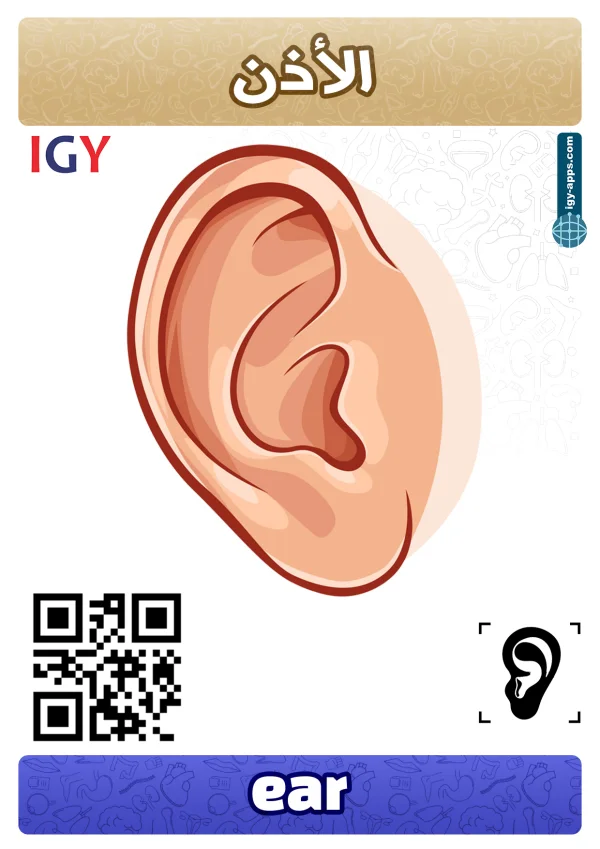Oreille — Ear / أذن