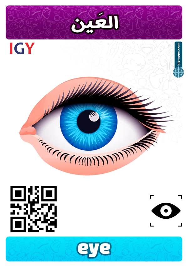 Œil — Eye / عين