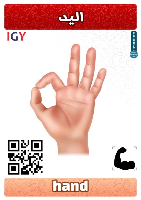 Main — Hand / يد