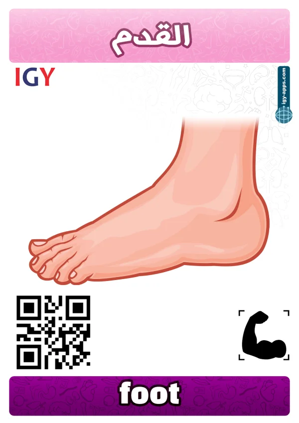 Pied — Foot / قدم