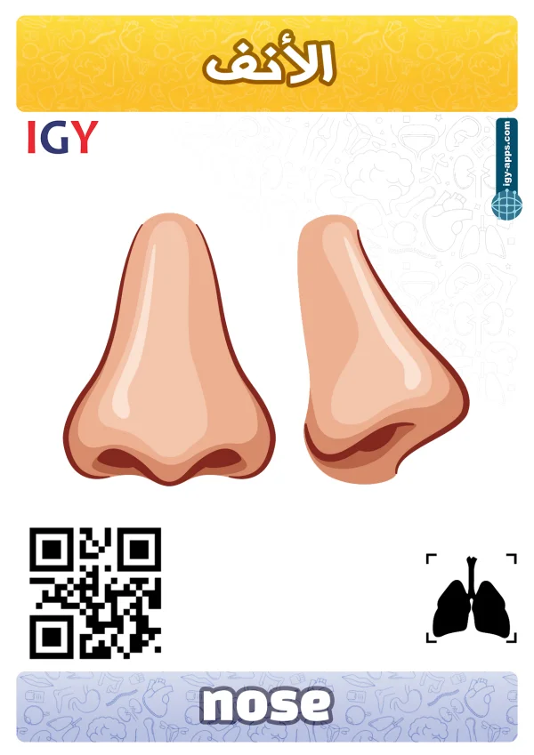 Nez — Nose / أنف