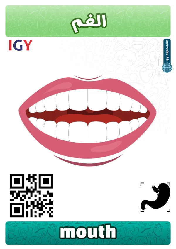 Bouche — Mouth / فم