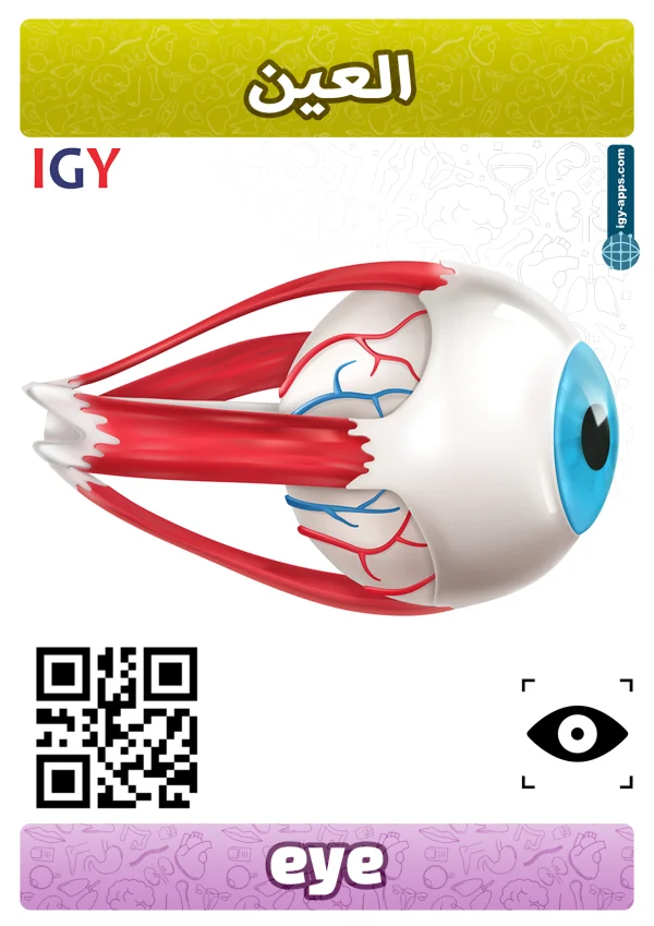 عين — Eye