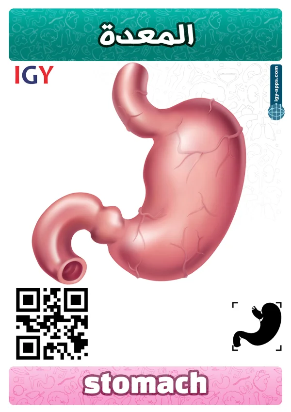 معدة — Stomach