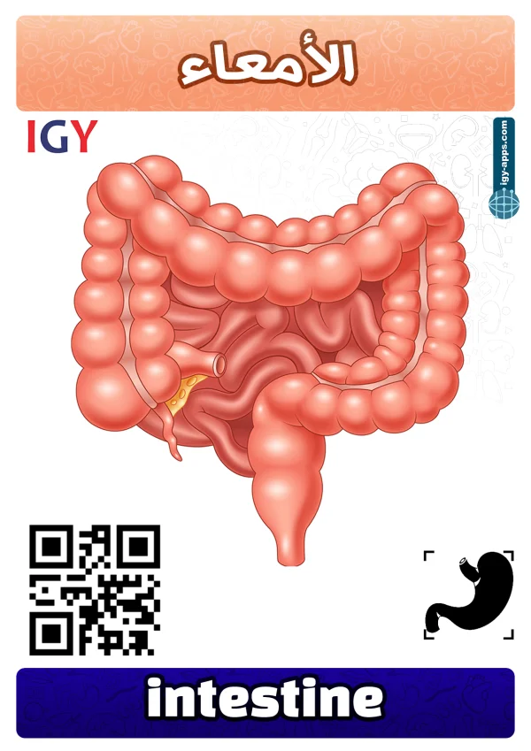 أمعاء — Intestine