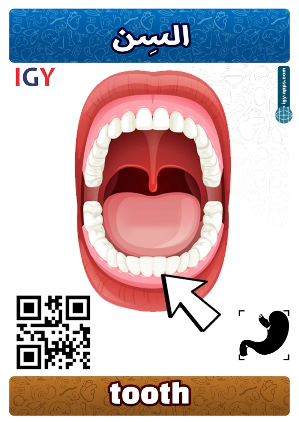 سن — Tooth