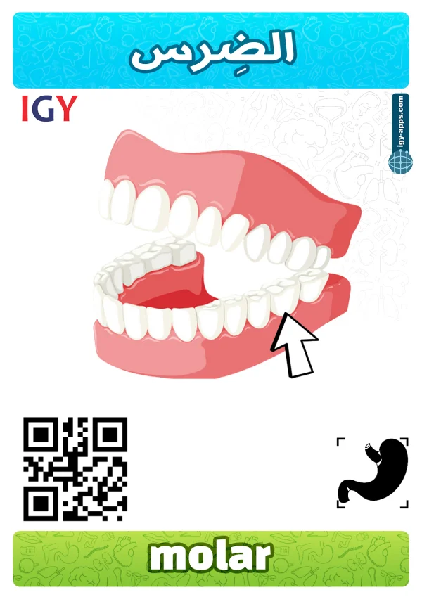 ضرس — Molar