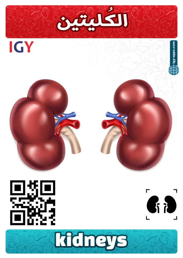 كلى — Kidneys