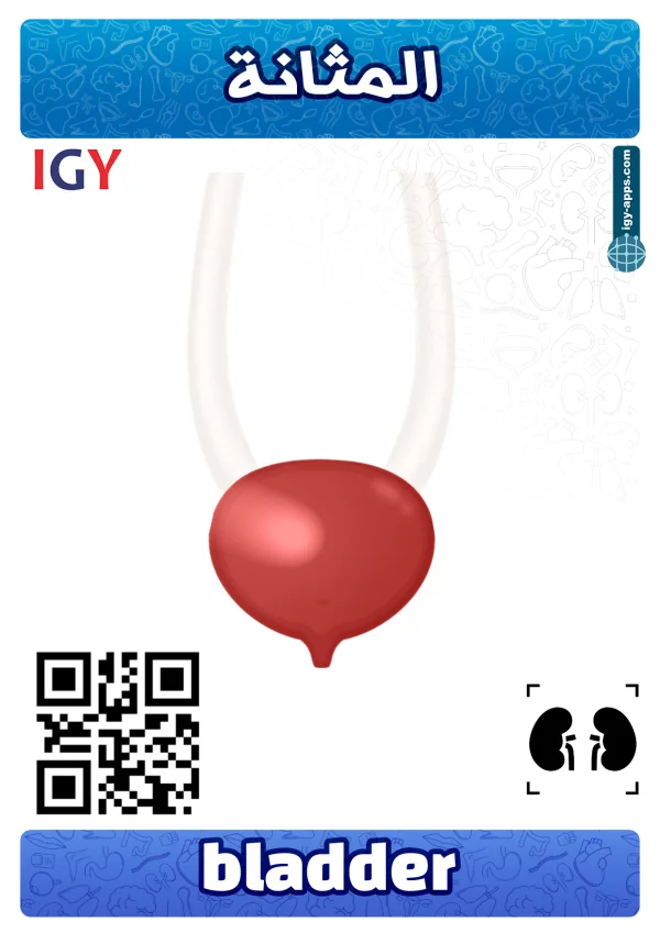 مثانة — Bladder