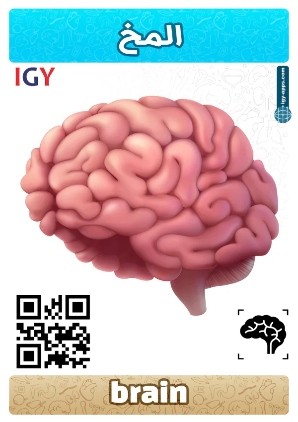 دماغ — Brain