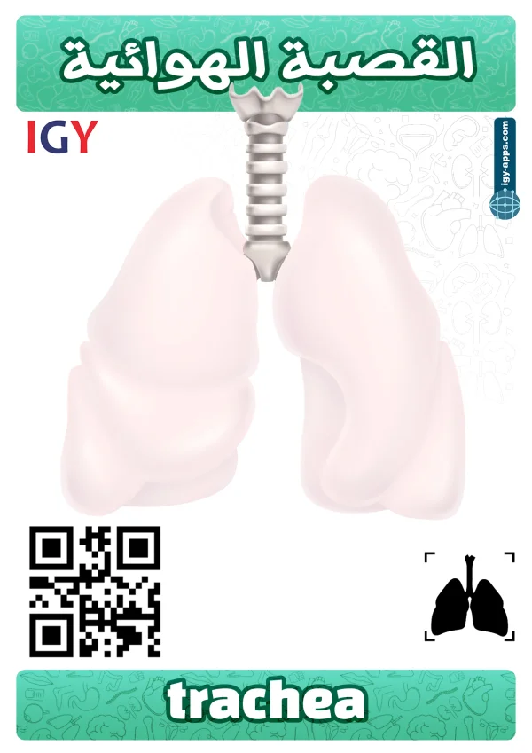 قصبة هوائية — Trachea
