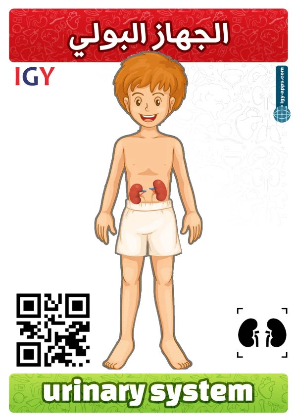 الجهاز البولي — Urinary System