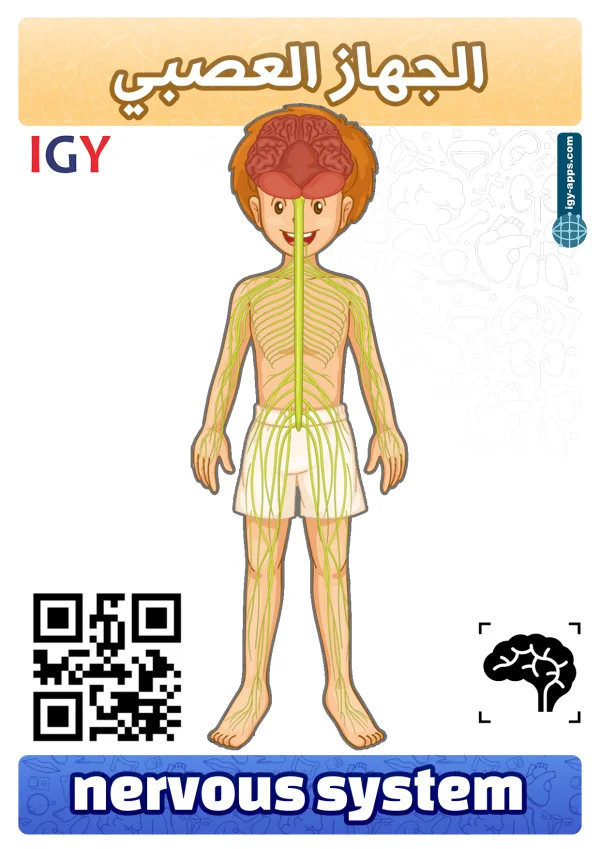 الجهاز العصبي — Nervous System