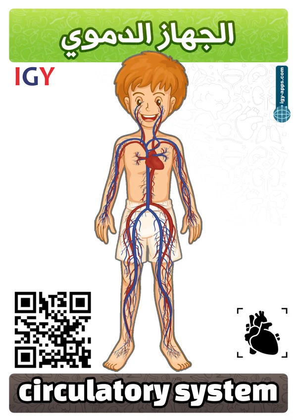 الجهاز الدوري — Circulatory System