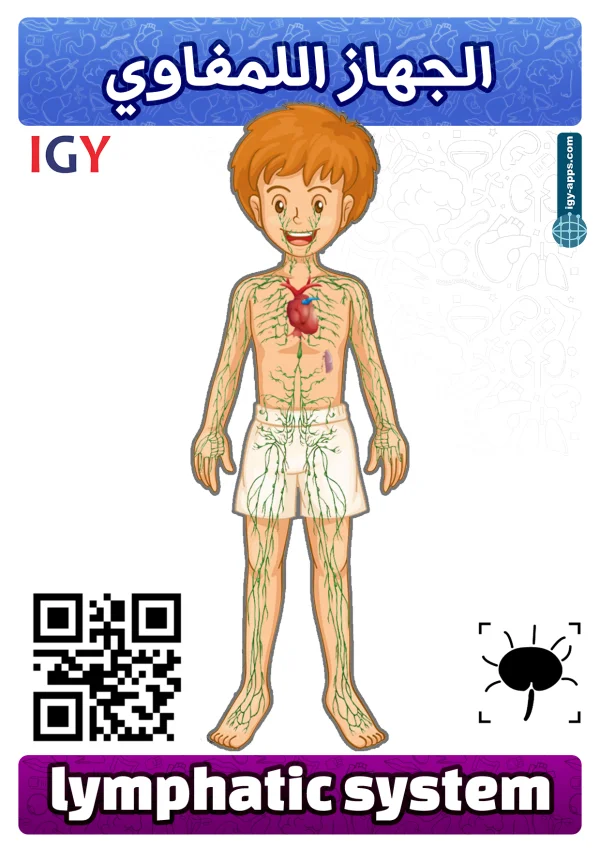 الجهاز اللمفاوي — Lymphatic System
