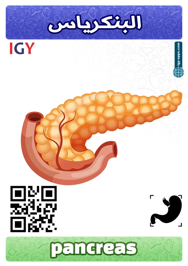 بنكرياس — Pancreas