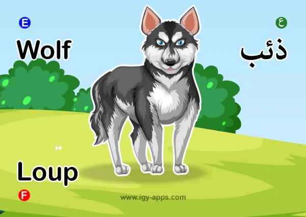 ذئب — Wolf