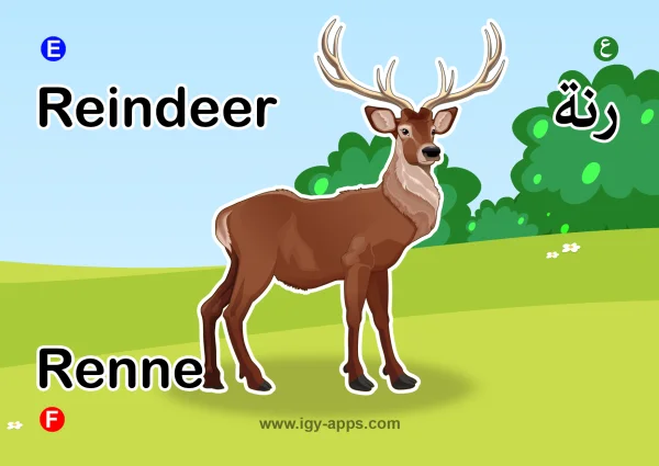 رنة — Reindeer