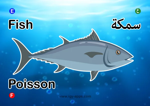 سمكة — Fish