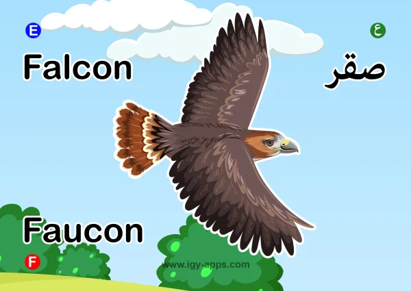 نسر — Eagle