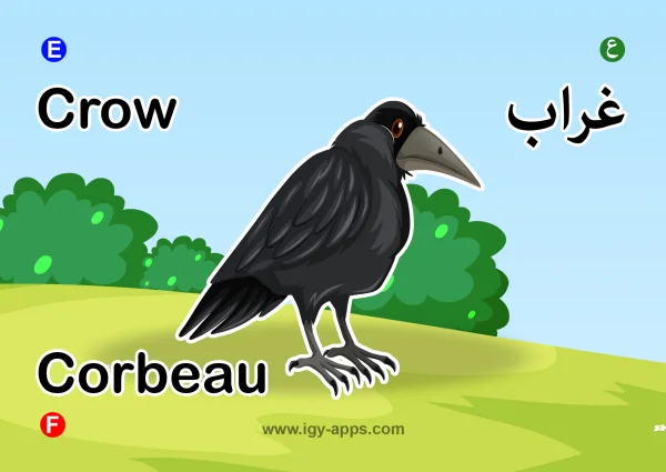 غراب — Crow