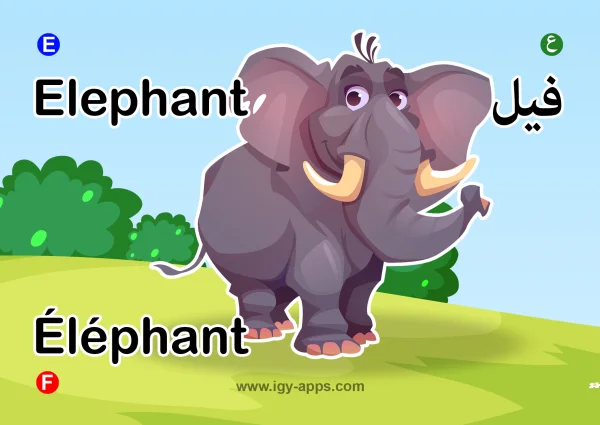 فيل — Elephant