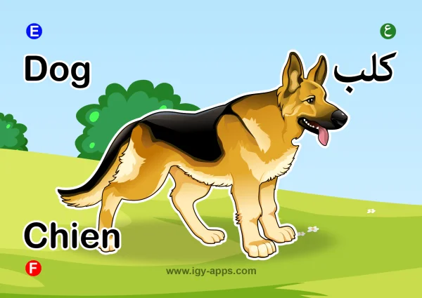 كلب — Dog