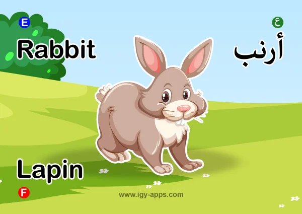 أرنب — Rabbit