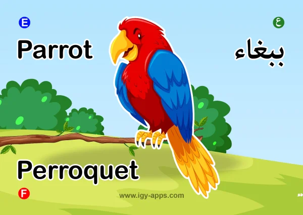 ببغاء — Parrot
