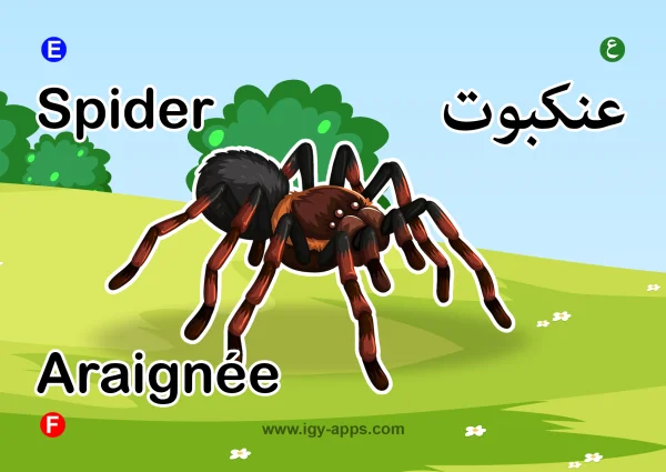 عنكبوت — Spider
