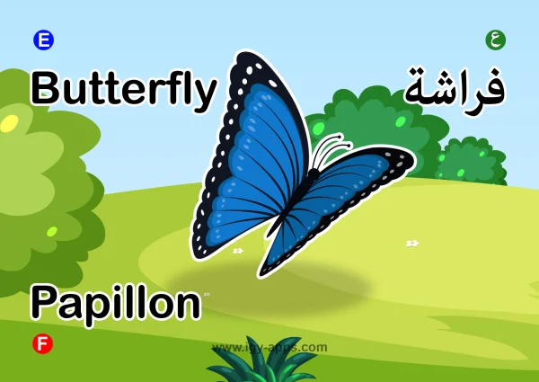 فراشة — Butterfly
