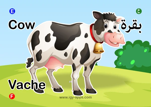 بقرة — Cow