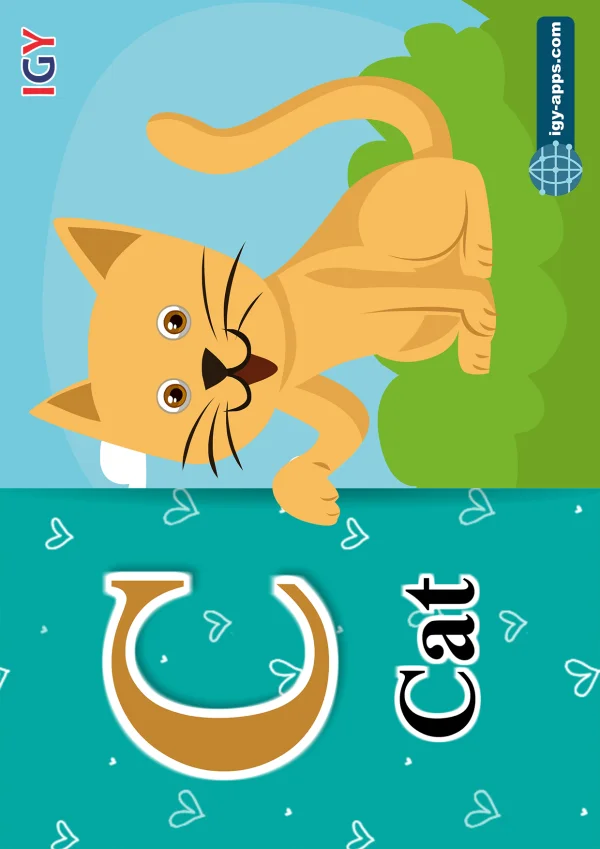 قطة — Cat — حرف C