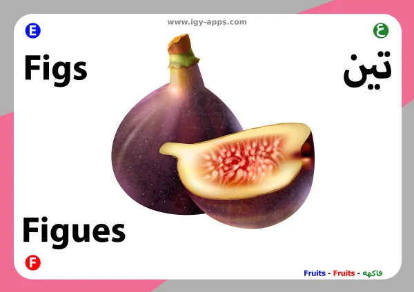 Feige — Fig / تين