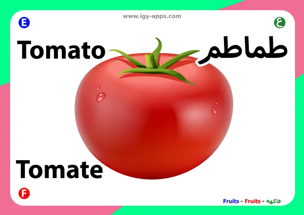 Tomate — Tomato / طماطم
