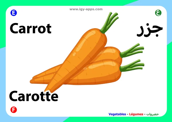 Karotte — Carrot / جزر