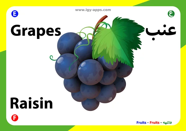 Trauben — Grapes / عنب
