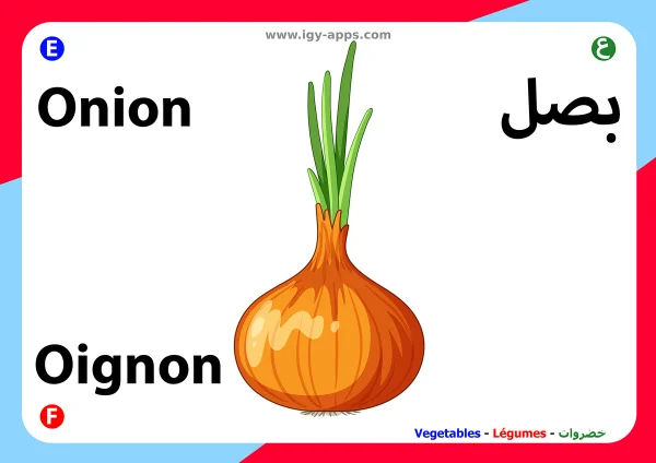 Zwiebel — Onion / بصل
