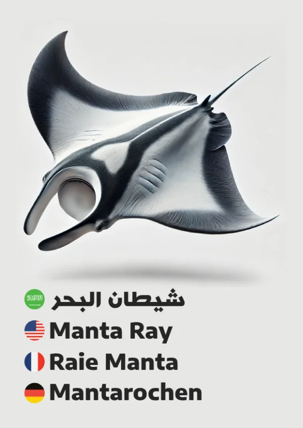 شيطان البحر — Manta Ray