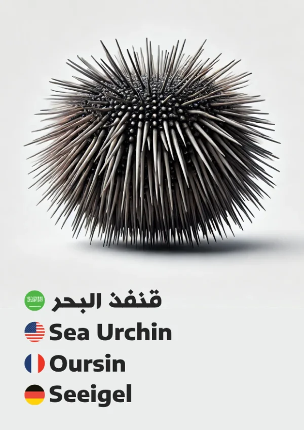 قنفذ البحر — Sea Urchin