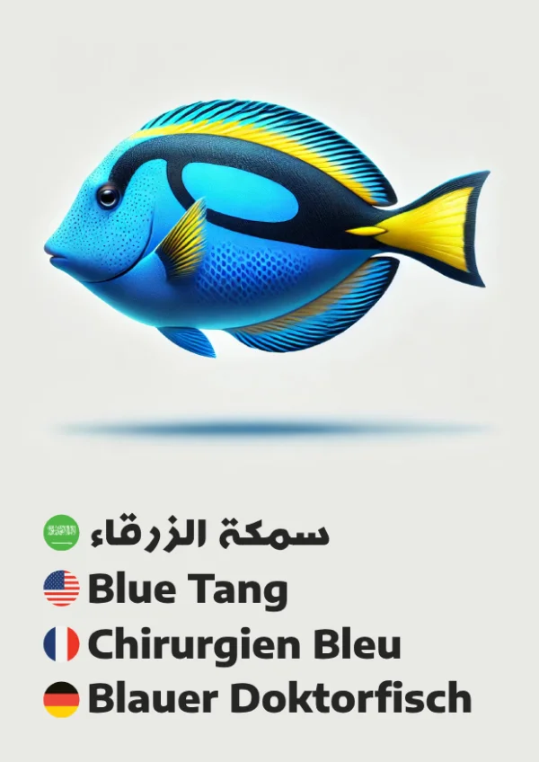 سمكة زرقاء — Blue Tang