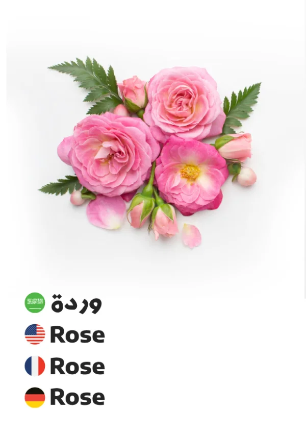 Rose — Rose / وردة