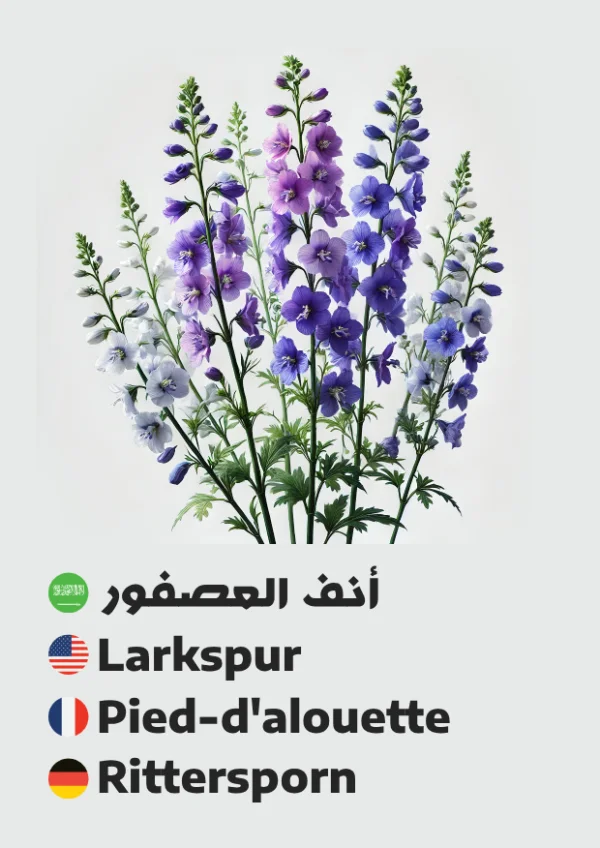 Rittersporn — Larkspur / أنف العصفور