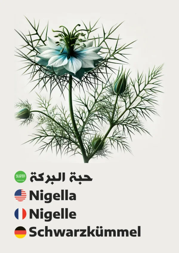 Schwarzkümmel — Nigella / حبة البركة