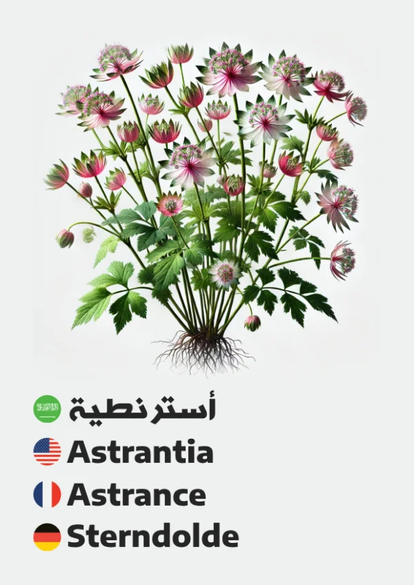 Sterndolde — Astrantia / أسترنطية