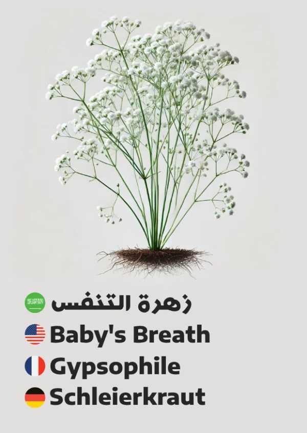 Schleierkraut — Baby’s Breath / زهرة التنفس