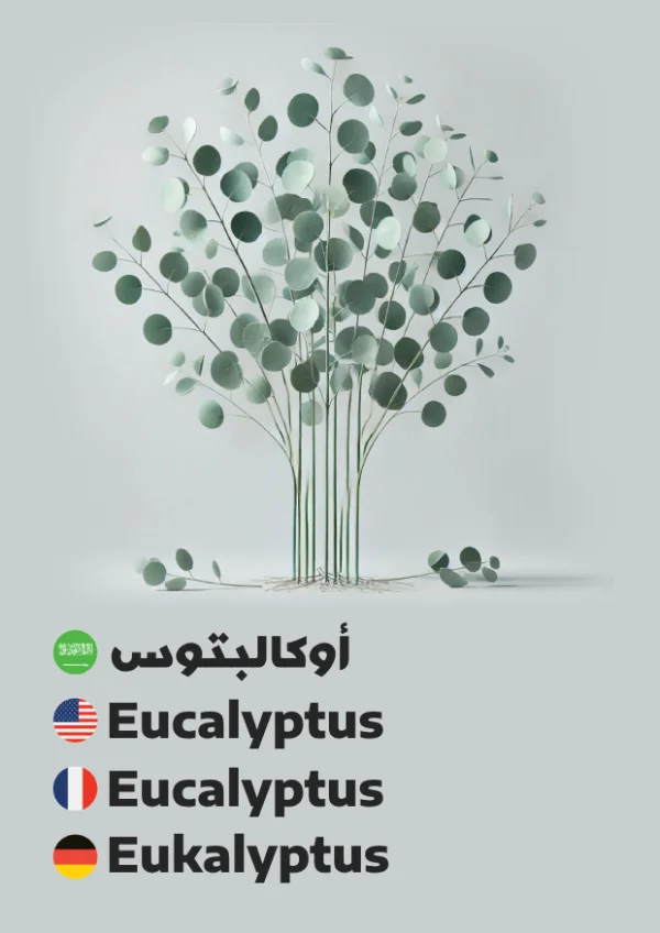 Eukalyptus — Eucalyptus / أوكالبتوس