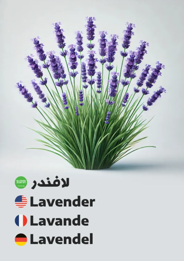 Lavendel — Lavender / لافندر