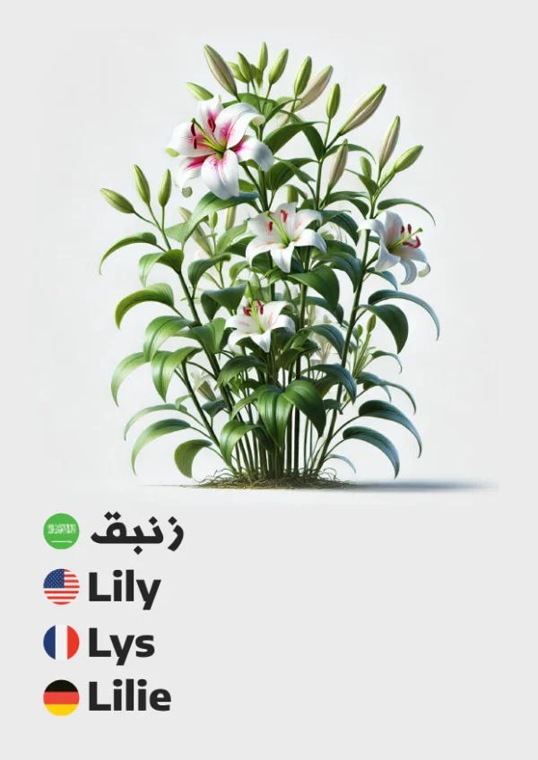 Lilie — Lily / زنبق